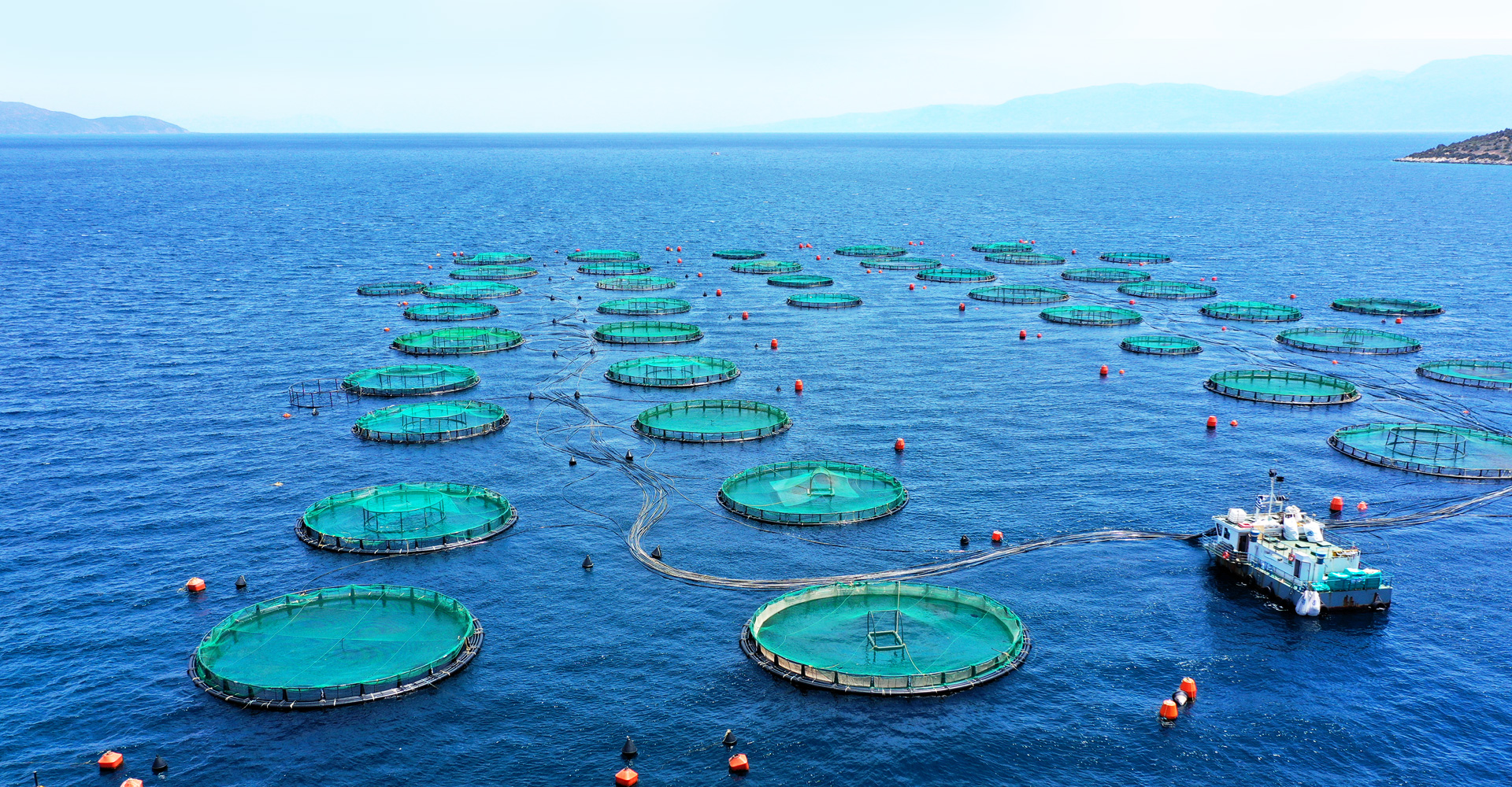 Aquaculture Feed Companies India | Aquafeed Supplier | APQA